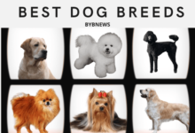best dog breeds