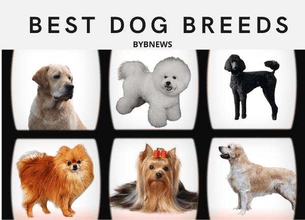 best dog breeds