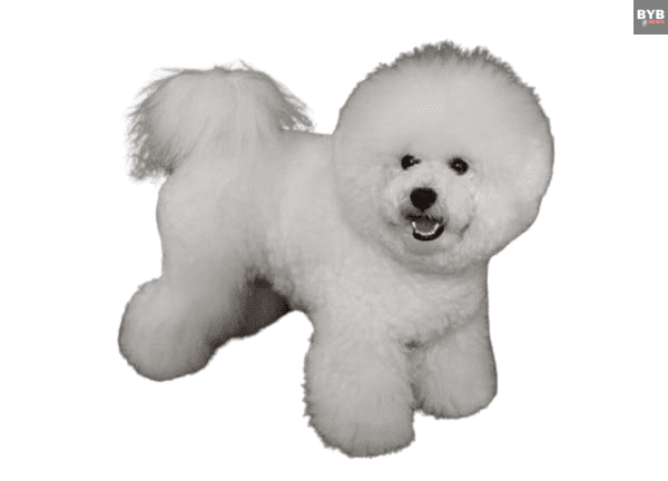 7 best dog breeds : Bichon_Frise