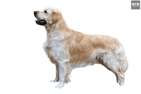 7 best dog breeds : Golden Retriever