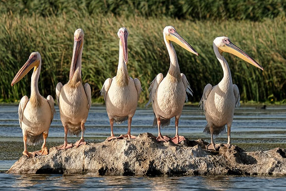 Pink Pelican "Sea Camel"