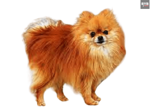 7 best dog breeds : Pomeranian