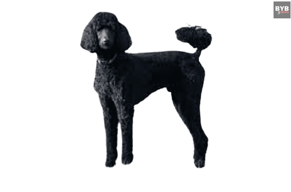 7 best dog breeds : Poodle