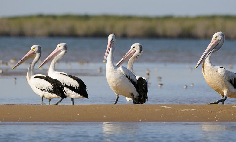 pink pelican