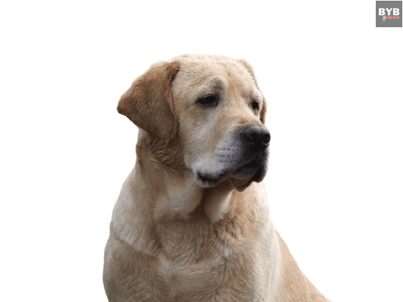 7 best dog breeds : labrador retriever