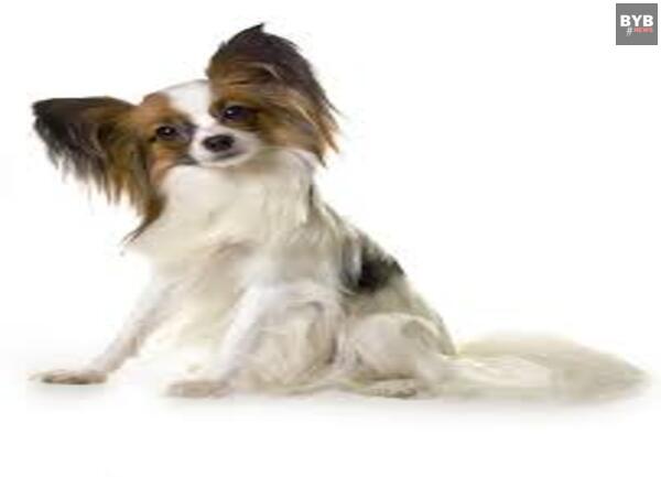 7 best dog breeds : papillon