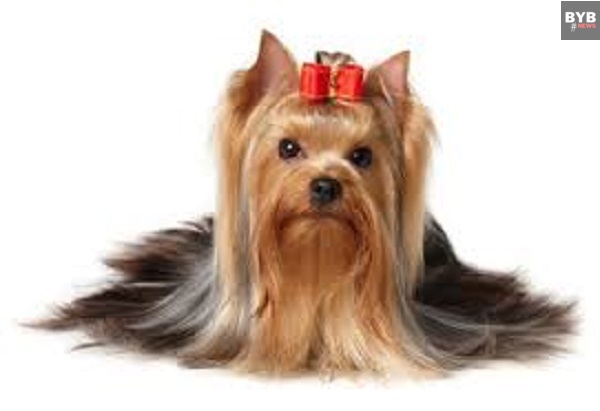 7 best dog breeds : Yorkshire Terrier