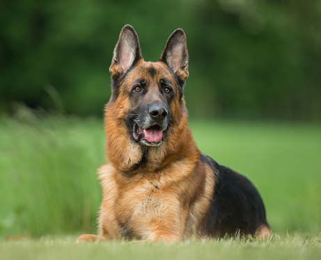 The most famous nature and specifications of the original German Shepherd dogs 2022