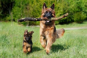 The most famous nature and specifications of the original German Shepherd dogs 2022