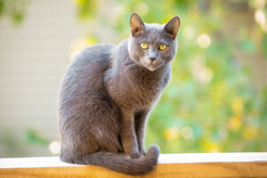 Top 8 most favorite breeds of cats