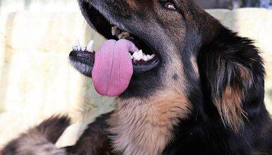 Top 5 ways to learn dogs' body language