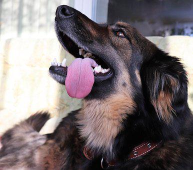 Top 5 ways to learn dogs' body language