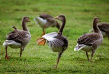 The most important information about geese