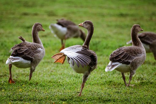 The most important information about geese