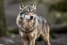 wolf dogs for sale 2023