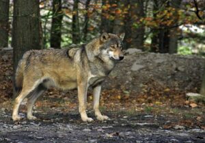 wolf dogs for sale 2023